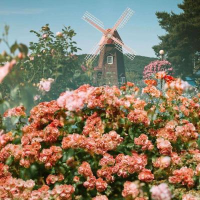 ror体育娱乐APP/手机APP下载