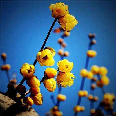 金价涨幅扩大 有关伊朗战争谈判的报道带来喘息之机