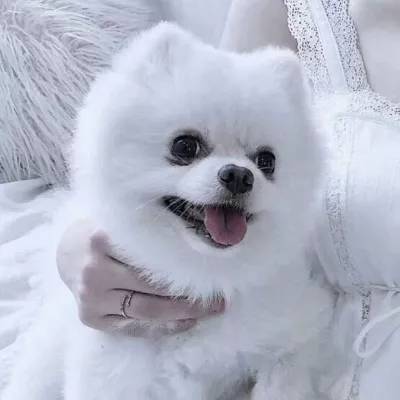 中年不发福!51岁景岗山紧身衣秀健硕身材