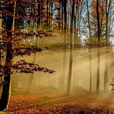 中远海控2025年营收、净利润双降,航运巨头的高股息还能撑多久?