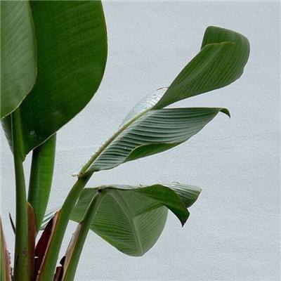 熊猫体育投注官网