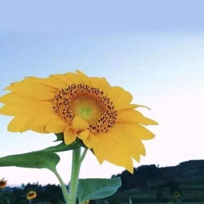 星星体育娱乐APP/手机APP下载