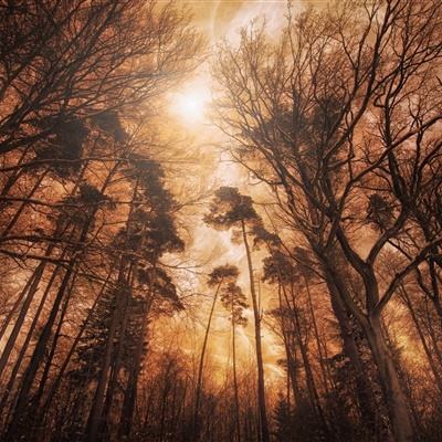 大发658cc彩票全站APP下载