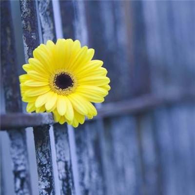 乐鱼体育官网首页入口