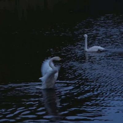 乐竞体育电竞截图3