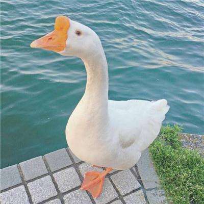 传销“黑名单”,11城上榜