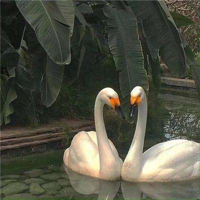 斐雪派克与加拿大头部旅居车品牌达成合作