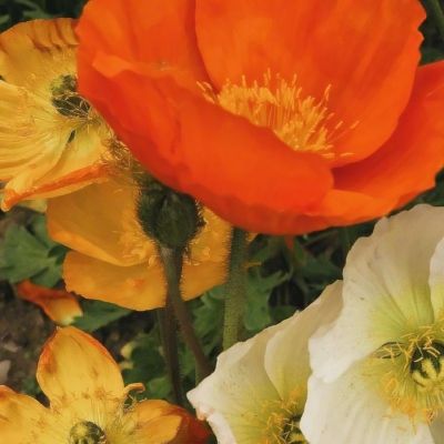 鸣人的假期豪华版