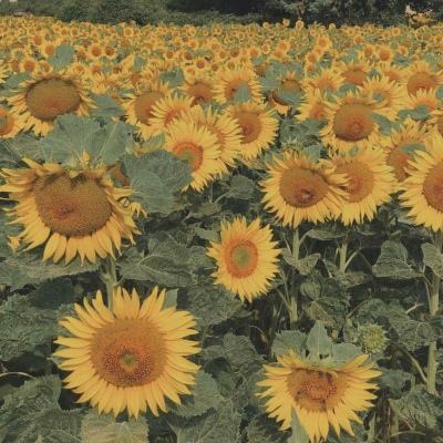 雷火体育APP(官方)综合娱乐APP下载截图0