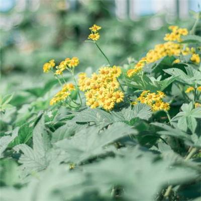 ky开云手游彩票