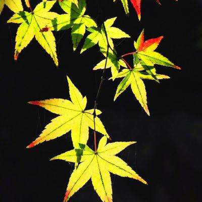 蒙牛乳业穿越周期:鲜奶、奶酪、奶粉及国内冰淇淋业务双位数增长 毛利率创历史新高