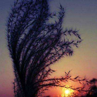 鸣人的假期付费版