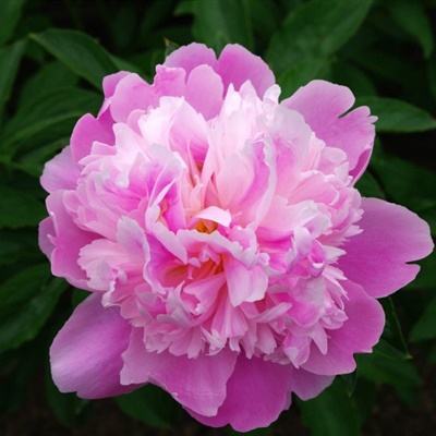 信捷电气亮相2026成都工博会圆满...