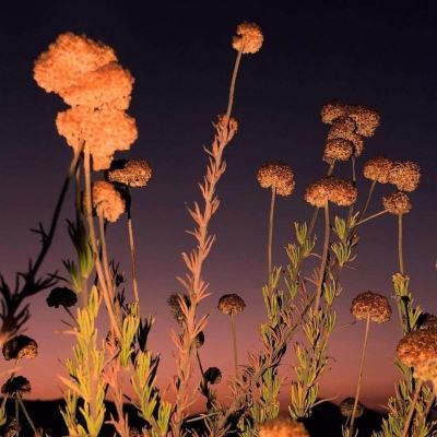 农村成年无业重度残疾人可参照“单人户”提出低保申请