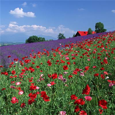 一个包子70元,一只鸡腿85元!上海迪士尼被指“靠情怀收割”,价格为何比东京贵超50%?